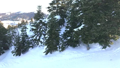 Snow-Covered Forest Trees in Winter Wonderland, Slowly Moving Over Snowy Landsca Stock Footage 304092518