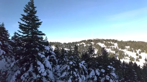 Snow-Covered Forest Trees in Winter Wonderland, Slowly Moving Over Snowy Landsca Stock Footage 304282532