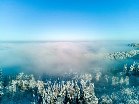 Snow-covered forest under a clear blue sky with fog rolling over the treeto.. Stock Photos