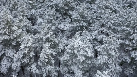 Snow covered forest, view from above. Aerial drone 4k footage. Stock Footage 101279746