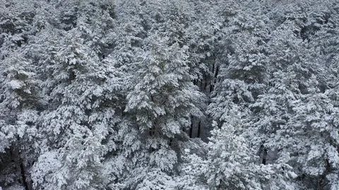 Snow covered forest, view from above. Aerial drone 4k footage. Stock Footage 101279781