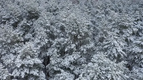 Snow covered forest, view from above. Aerial drone 4k footage. Stock Footage 101279827