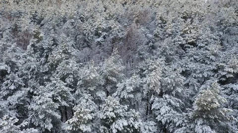 Snow covered forest, view from above. Aerial drone 4k footage. Stock Footage 101279848