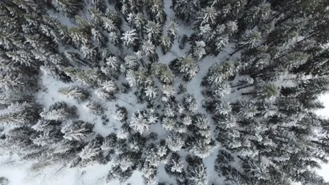 Snow-covered forest viewed from above during winter season Stock Footage 328191768