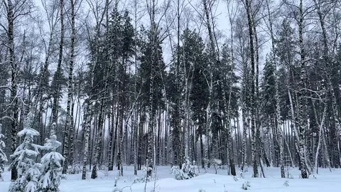 Snow-covered forest in which it is snowing. Stock Footage 262216716