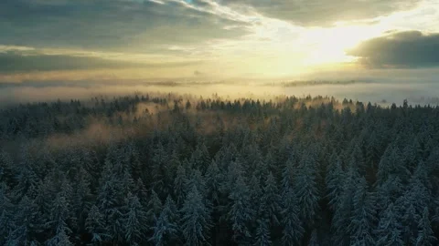 Snow covered forest, winter drone footage, sunrise forest view Stock Footage 310544007
