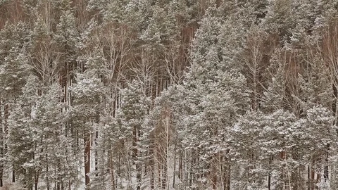 Snow-covered forest in winter Stock Footage 83464746
