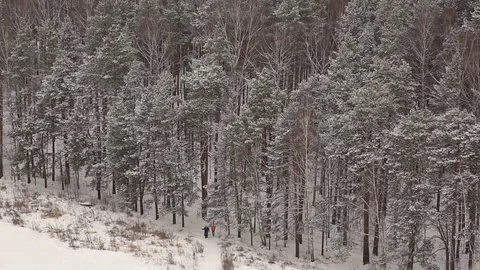 Snow-covered forest in winter Stock Footage 83464778