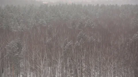 Snow-covered forest in winter Stock Footage 83464812