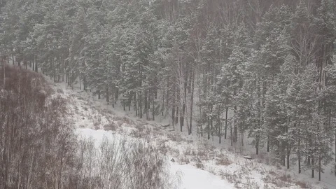Snow-covered forest in winter Video stock 83464875