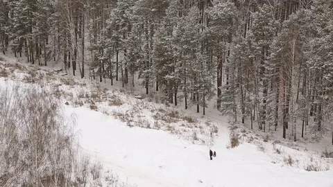 Snow-covered forest in winter Stock Footage 83464899