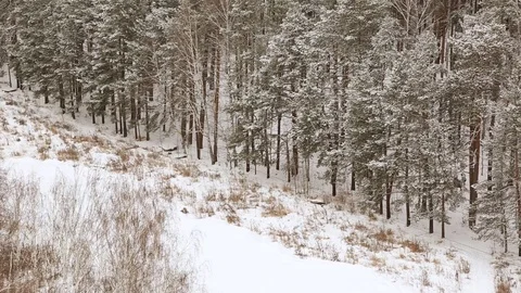 Snow-covered forest in winter Stock Footage 83481105