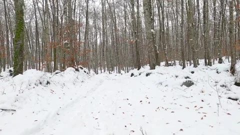 Snow covered forest in winter Stock Footage 146341752