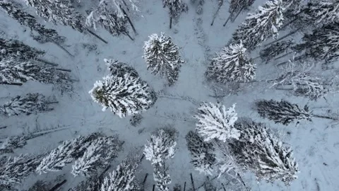 Snow-covered  forest in winter. Video stock 168180894