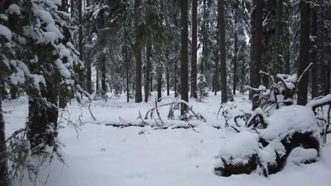 Snow covered Forest in Winter Stock Footage 213223819