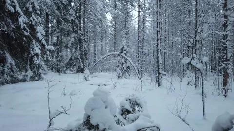 Snow covered Forest in Winter Stock Footage 213227115
