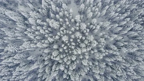 Snow-covered forest in winter. A frame from a quadrocopter of the winter forest. Stock Footage 147258615