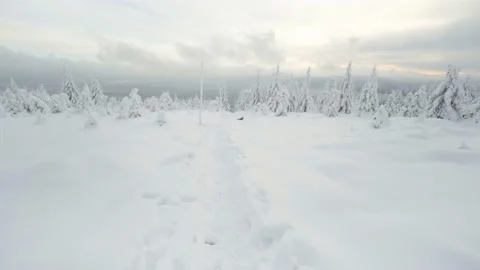 A snow-covered forest winter landscape - a trodden path in the snow Stock Footage 158016431