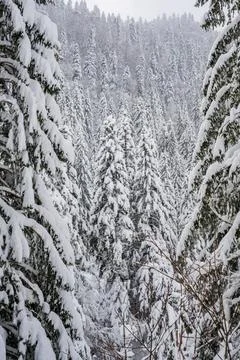 Snow-Covered Forest in Winter Medium View Stock Photos