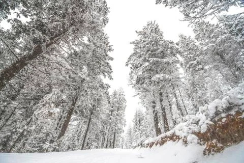 Snow Covered Forest in Winter
