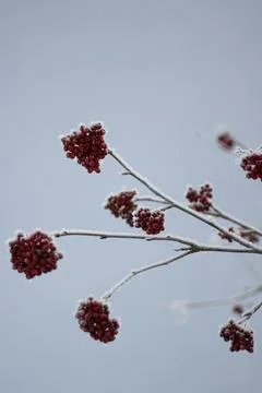 Snow covered forest in winter Stock Photos