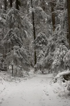 Snow covered forest in winter Stock Photos