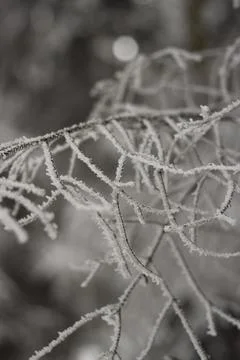 Snow covered forest in winter Stock Photos