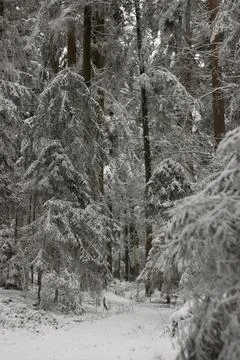 Snow covered forest in winter Foto stock
