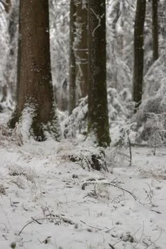 Snow covered forest in winter Stock Photos