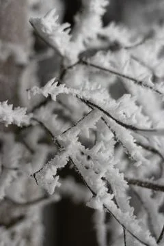 Snow covered forest in winter Stock Photos