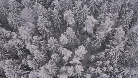 Snow covered forest in winter  seen from above Stock Footage 149626342