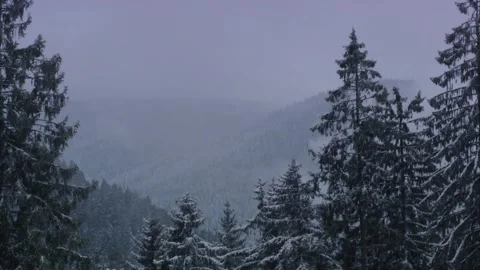 Snow-covered forests in December Stock Footage 288959280