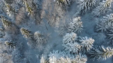 Snow covered frozen pine tree forest in French Alps mountains in winter Stock Footage 139331771
