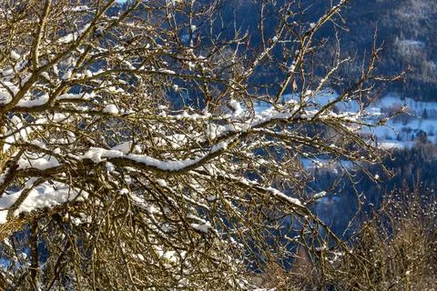 Snow covered fruit tree with in the mountains Stock Photos