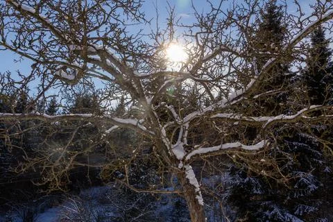 Snow covered fruit tree with the sunlight coming through the branches. Stock Photos