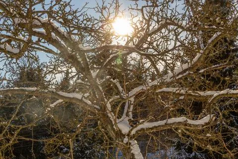 Snow covered fruit tree with the sunlight coming through the branches. Stock Photos