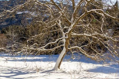 Snow covered fruit tree with the sunlight coming through the branches. Stock Photos