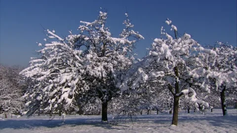 Snow-covered fruit trees under a clear blue sky Stock Footage 319744258