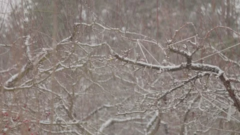 Snow-covered fruit trees in a winter orchard, with snow softly falling. Stock Footage 331064494