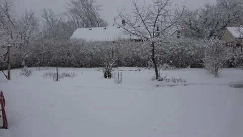 Snow covered garden. Stock Footage 231086869