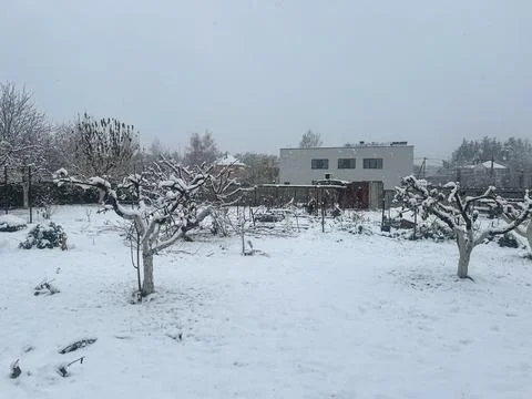 Snow Covered Garden with Fruit Trees in Winter Stock Photos