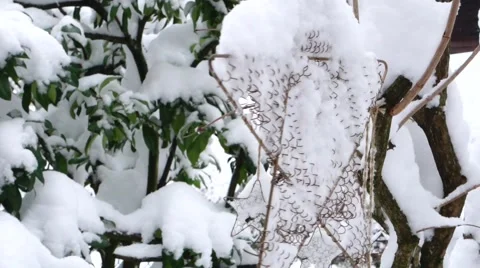 Snow-covered garden in winter Stock Footage 45601122