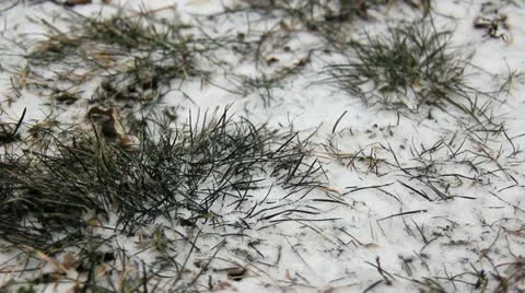 Snow covered grass close Stock Footage