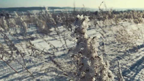 Snow-covered grass on the field in a sunny afternoon in frost Stock Footage 86731853