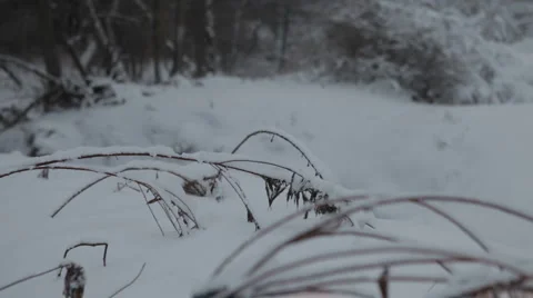 Snow-covered grass Video stock 1067121