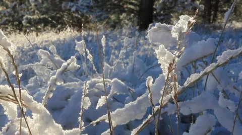 Snow covered grass Video stock 45403354