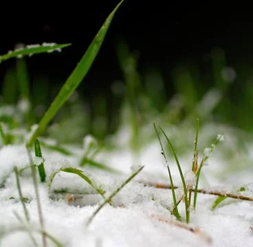 Snow covered grass Stock Photos