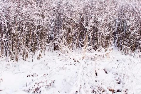 Snow-covered grass Stock Photos