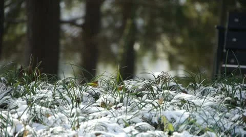 Snow covered grass,swaying in wind,Woods tree and jungle. Stock Footage
