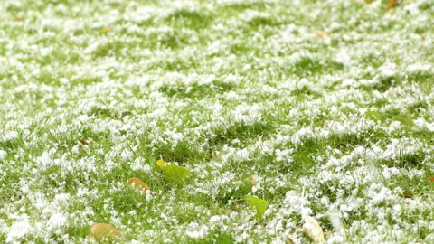Snow-covered green grass. Snowfall. First snow. Snowing. Stock Footage 144159731